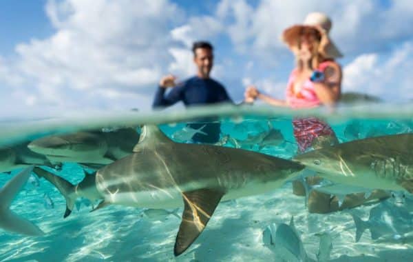 Actualités | Arthaud Yachting Actualités | Arthaud Yachting