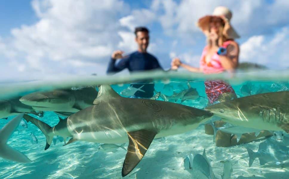 decouvrez-les-meilleurs-spots-de-plongee-lors-de-votre-croisiere-en-yacht