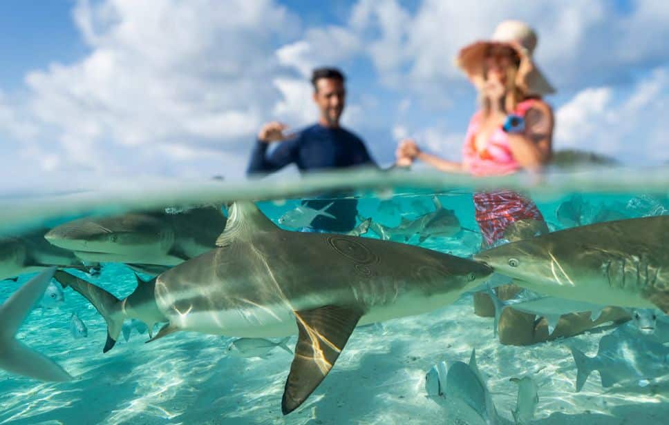 decouvrez-les-meilleurs-spots-de-plongee-lors-de-votre-croisiere-en-yacht